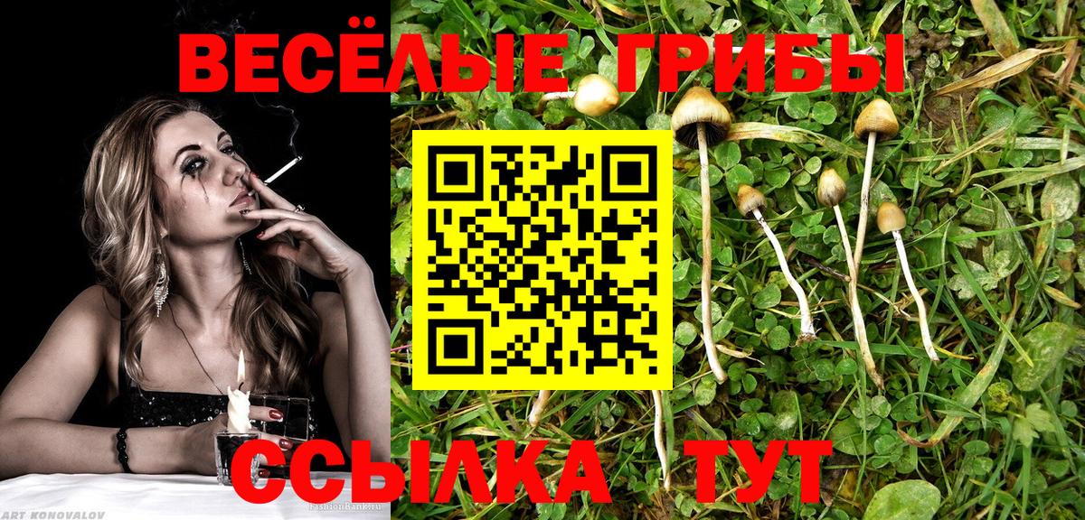 Галлюциногенные грибы Cubensis  Псилоцибиновые грибы GOLDEN TEACHER  цена   Вход с VPN  Тосно 